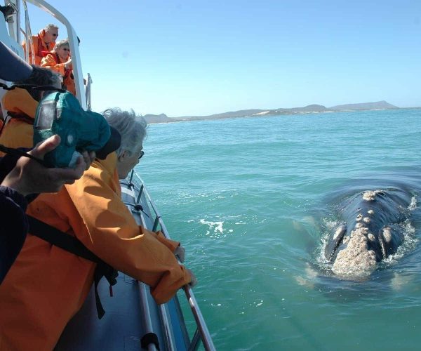 Observation-des-baleines-a-Hermanus-4