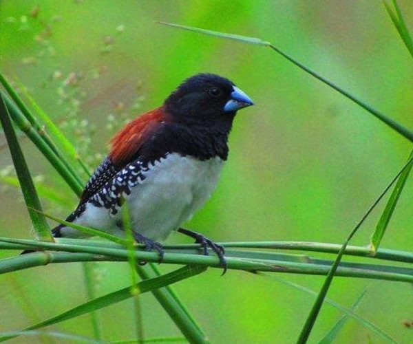 Observation-des-oiseaux-2