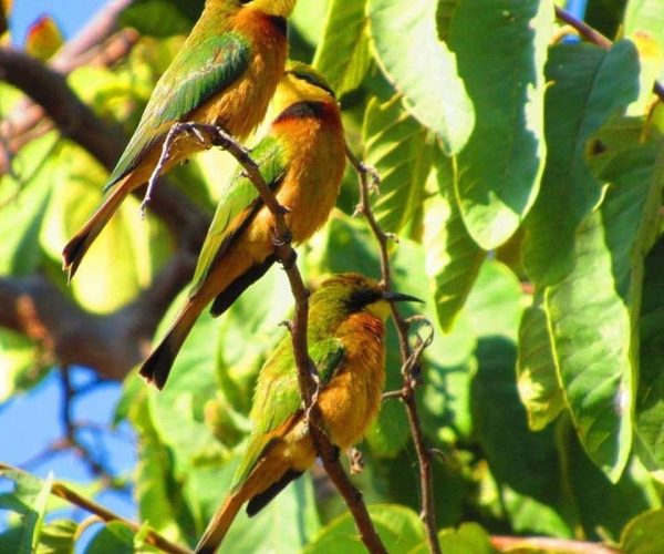 Observation-des-oiseaux-4