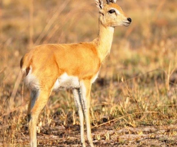 PARC-KARAFUE-CHUTES-VICTORIA-2-qqo06xfx529xfzfdkjk713liim3n5thcinqj3go5to