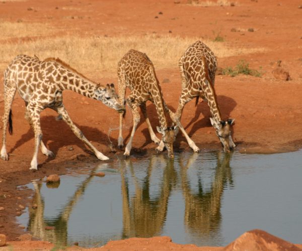 PECHE ET SAFARI (12)