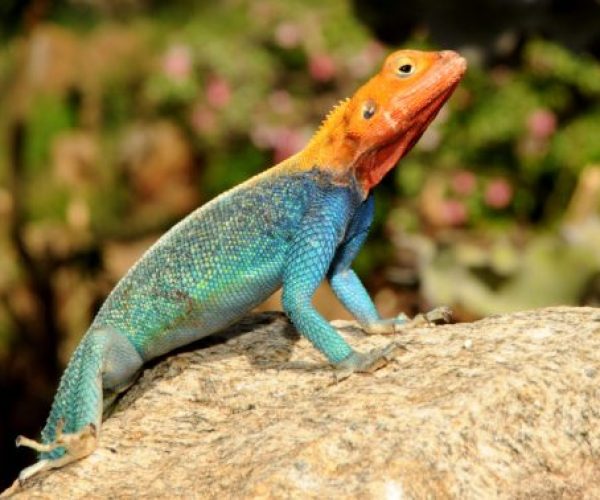PECHE ET SAFARI (13)