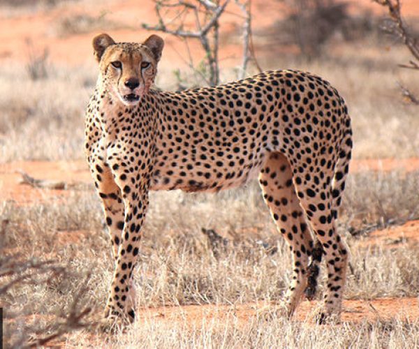 PECHE ET SAFARI (14)