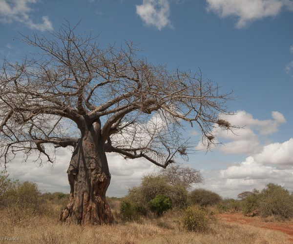 Baobab, Tsavo Ouest  Baobab tree, Tsavo West