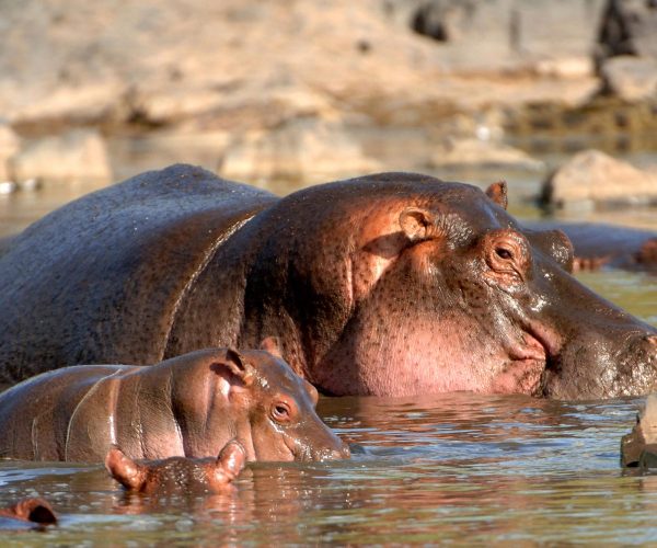 PECHE ET SAFARI (9)