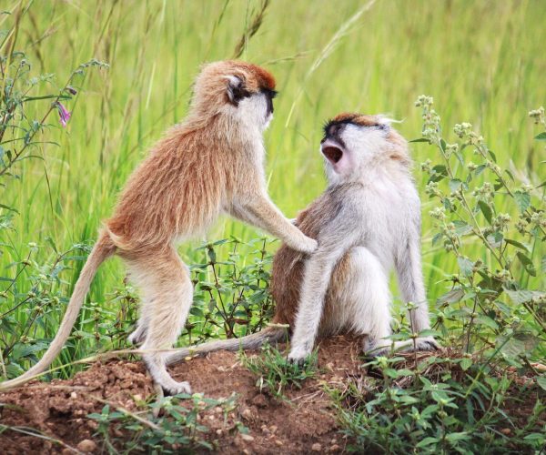 Parc national de Kibale 9