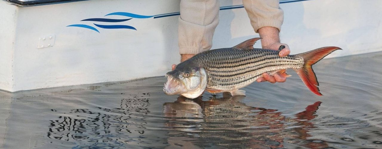 Pêche-chobe-river-6