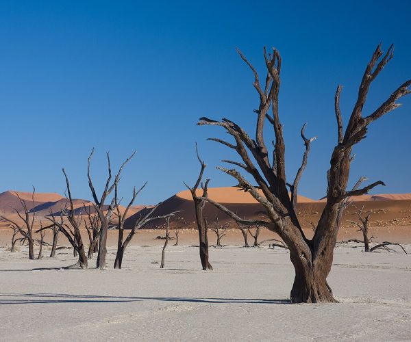 Abgestorbene Akazien im Dead vlei, Namibia
