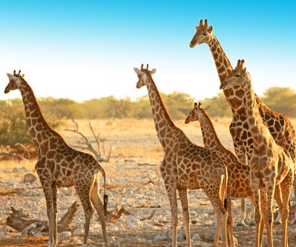 Pistes du Namib & Terres Sauvages (13)