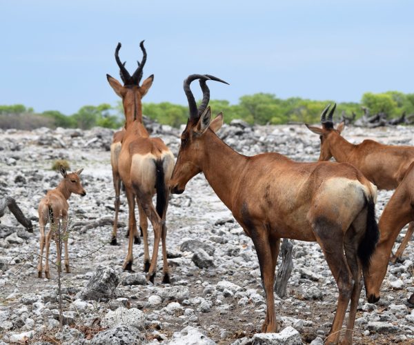 RENCONTRE EN TERRES NAMIBIENNES (3)