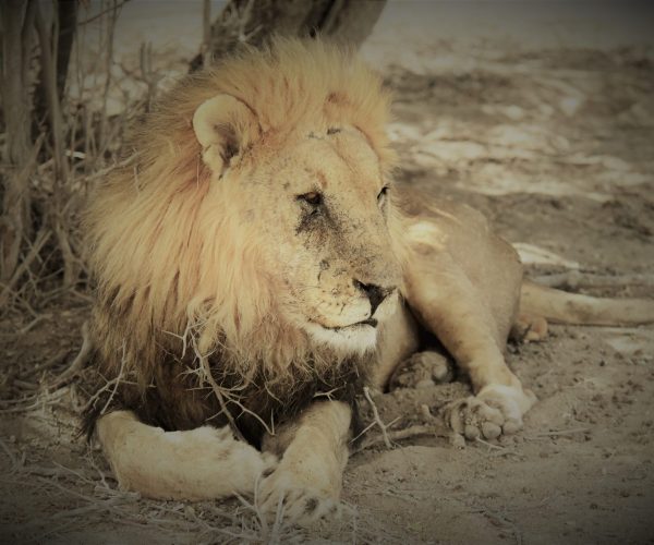 RENCONTRE EN TERRES NAMIBIENNES (4)