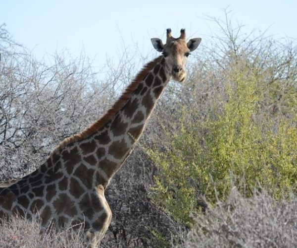 RENCONTRE-EN-TERRES-NAMIBIENNES-7-qqo07pn2u3cj4aaezvr03whcc68nkqlamjb3hricn0