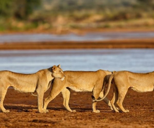 RHINO-SAFARI-BEACH-1-qr8vg4e6xh3trerwmz614c8713sbox0uvxq3w8hrwc