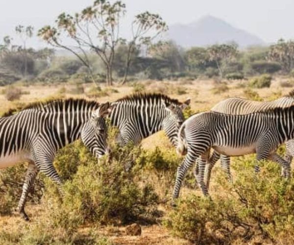 RHINO-SAFARI-BEACH-11-qr8vsbctl3sqdb2afqwsyrggg1oqjkfi8adv0gex6k