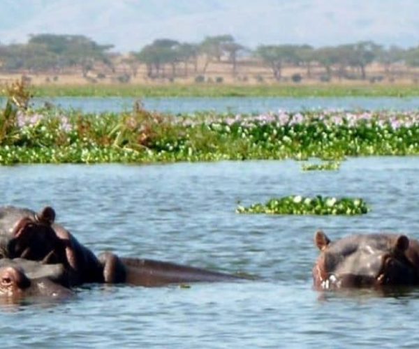 RHINO-SAFARI-BEACH-14-qr8vslp1oa6vx0n9rddp86uiza9rw8kjxpk7ahzla4