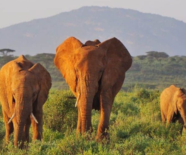 RHINO-SAFARI-BEACH-2-qr8vfllf4se3b7j7or1hqgyz5eczeyy85coeap9ncs