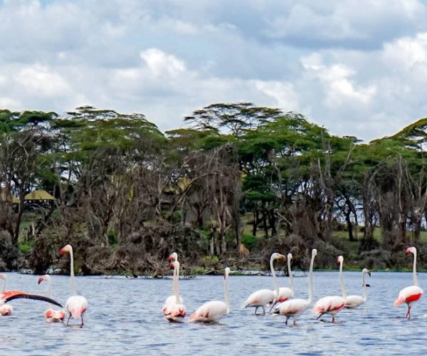 RHINO-SAFARI-BEACH-2-scaled-qr8vgwlcmi6ffpmy2bcu7540unxc3u4sztaoajbypo