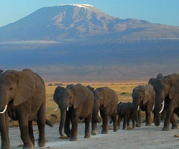 RHINO-SAFARI-BEACH-3-qr8vft44ngodw38aguaiaf2nwhbx4js2udwa4wyhz0