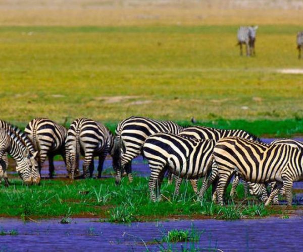 RHINO-SAFARI-BEACH-4-qr8viw131ww7y2r6h68hgn31zy58cu0elmvkrke1ks