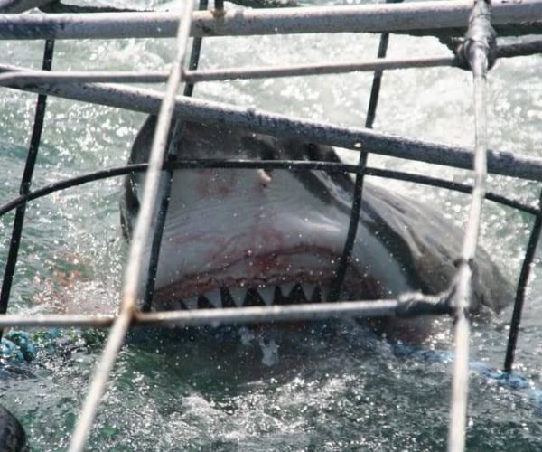 Rencontre-avec-les-requins-blancs-1