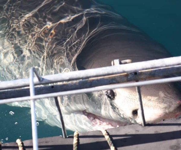 Rencontre-avec-les-requins-blancs-2