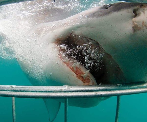 Rencontre-avec-les-requins-blancs-6