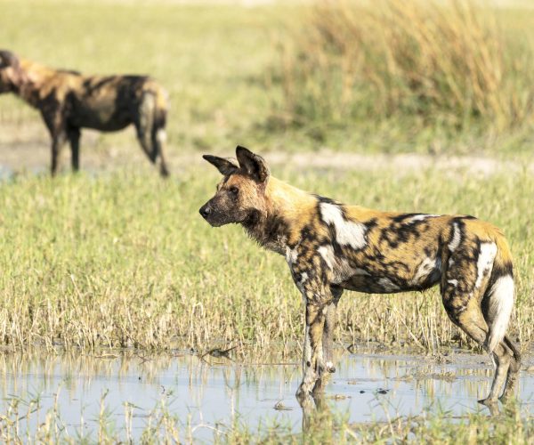 SABLE SAFARI (11)