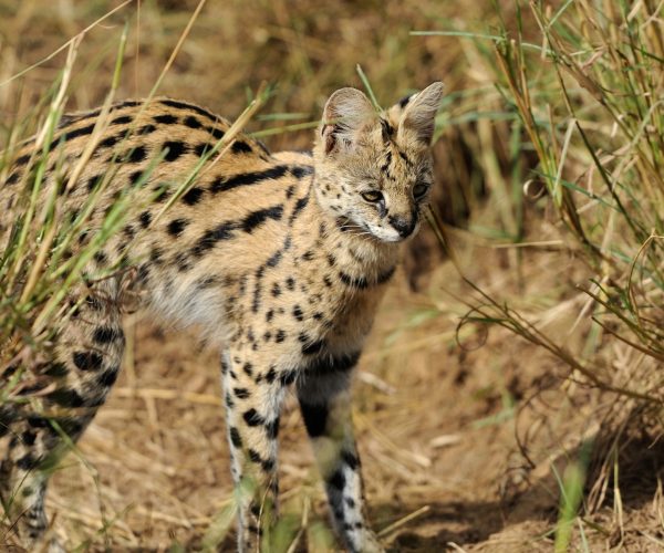 SABLE SAFARI (15)