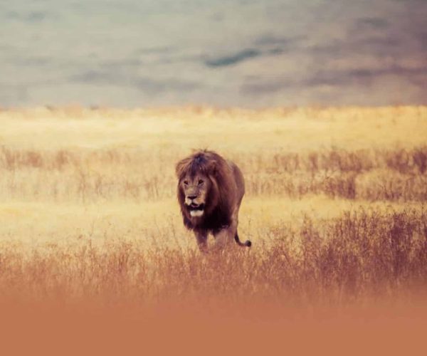 SABLE-SAFARI-4-qqo0ndm8qoskmbj7inj5ny5wrd0vv4s8s2qffsa4xo