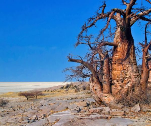 SABLE-SAFARI-5-qqo0nek2xituxxhud5xs8fxdcqw92tvz47dwx28qrg