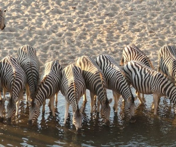 SABLE-SAFARI-6-qqo0nfhx4cv59jgh7ocesxoty4rmaizpgc1eec7cl8