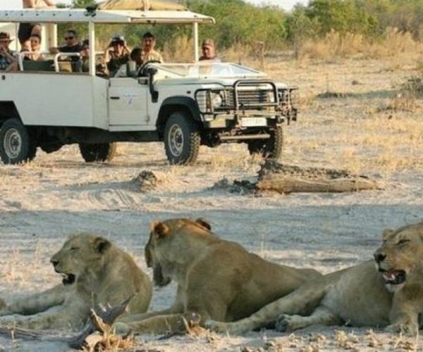 SABLE-SAFARI-8-qqo0nhdli0xpwrdqwp5nxx7r4wicpx764lcdcw4k8s