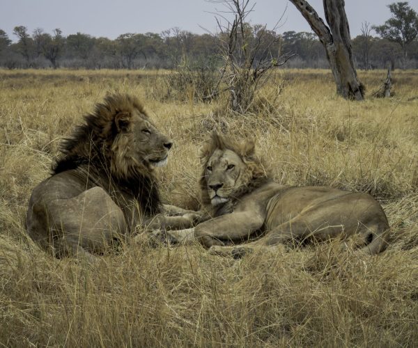 SABLE SAFARI (9)