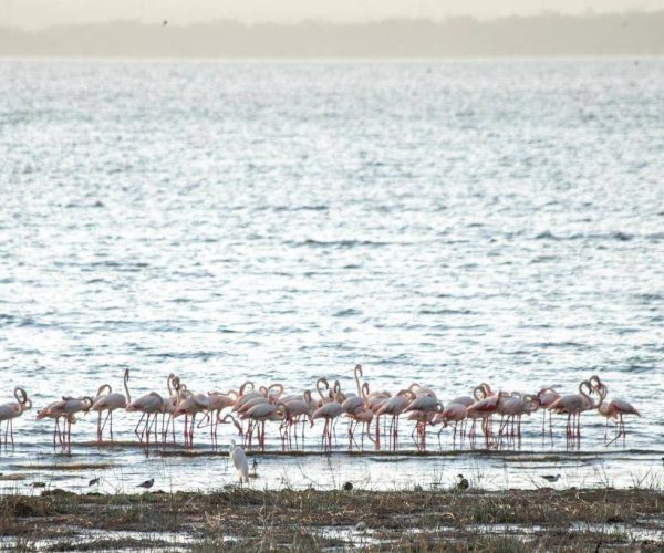 SAROVA-LION-HILL-GAME-LODGE-4
