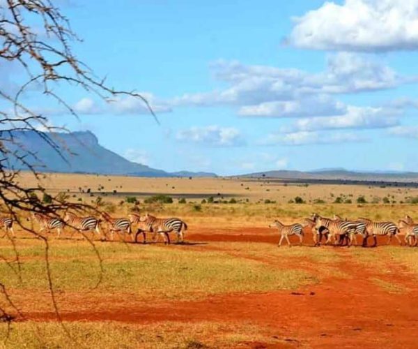 SEJOUR PLONGEE ET SAFARI (11)