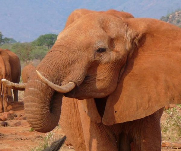 SEJOUR-SPORT-SAFARI2-qqnztqrf9q84kwkvkcdljxdqj13a6o4wdeabqq7z3w