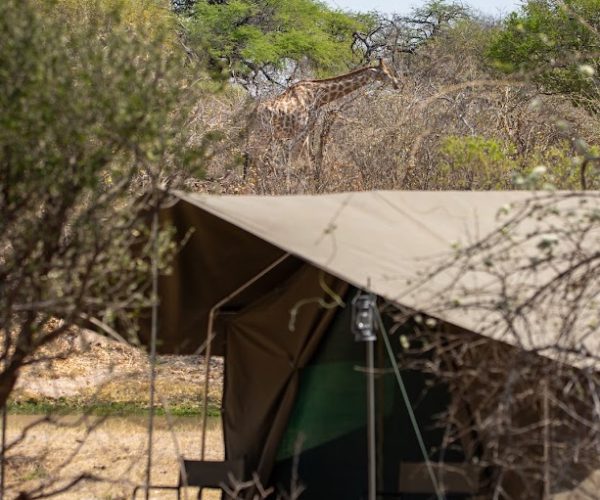 SERVAL SAFARI (4)