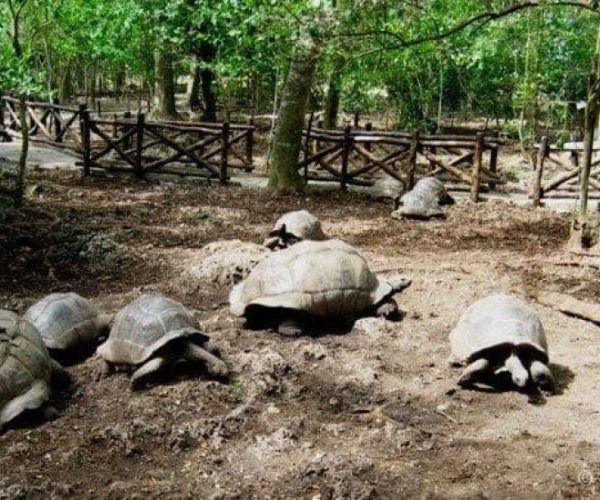 SEYYIDA-ET-QUEEN-OF-ZNZ-10-qqnzucdpmx1pzxph23q0n9xc6w4q3piq4dahs3bx4s