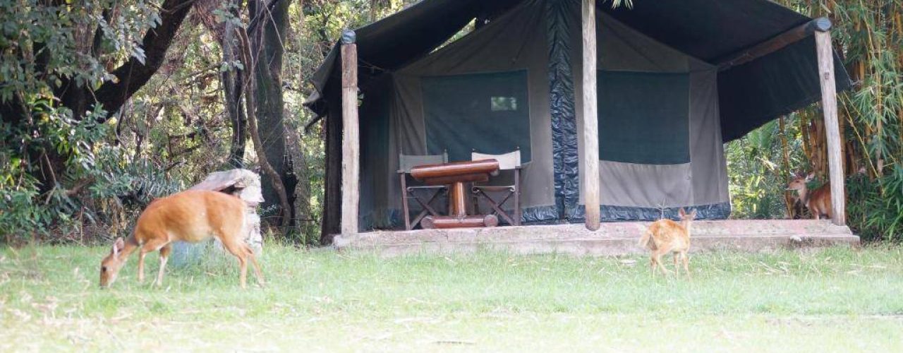 SIANA SPRINGS TENTED CAMP (5)