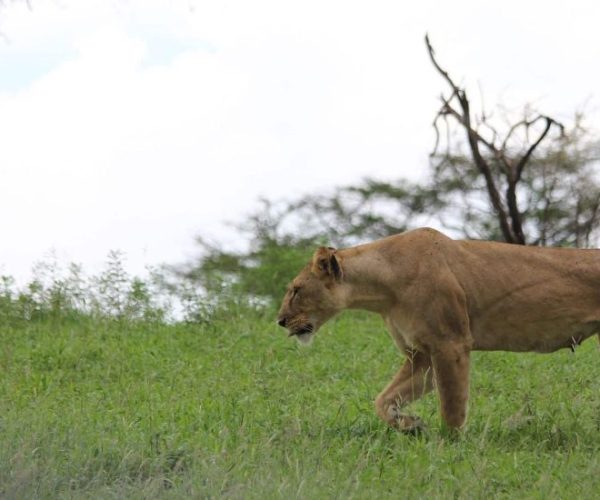 SIMBA-22-qqo096a1gtcl6g5ygii3zj75lr17jse9hruad9cayk