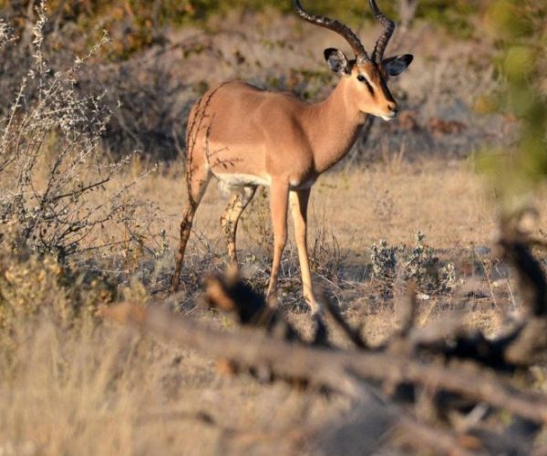 SOUS-LE-CHARME-NAMIBIEN4-qqo09cuwsnllfpwee3chyzjdrg4s1o4duoeoq72jr0