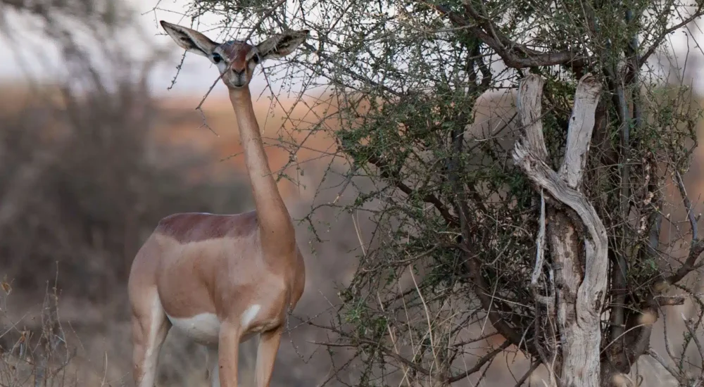 SPLENDEUR AFRIQUE + PLAGE (1)