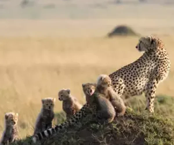 SPLENDEUR-AFRIQUE-PLAGE-3-r9yf9qh70ezjqlfeina8e3zz369hucbjgrzun8wzgc