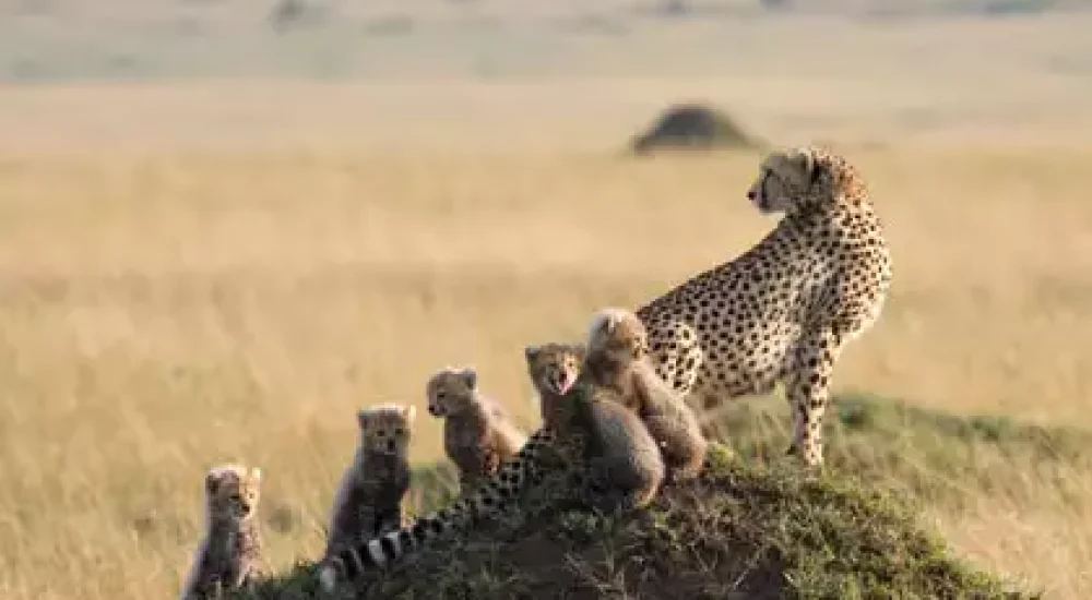 SPLENDEUR AFRIQUE + PLAGE (3)