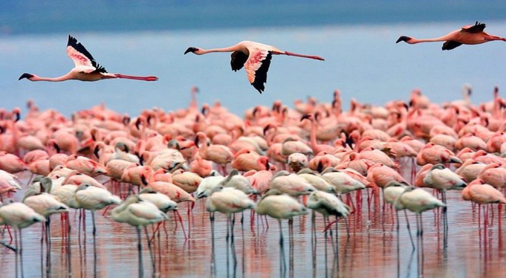 SPLENDEUR AFRIQUE + PLAGE (6)