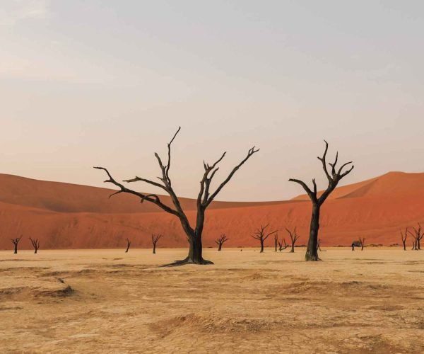 SUR LA ROUTE DE L ORYX (11)