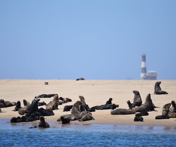 SUR LA ROUTE DE L ORYX (12)
