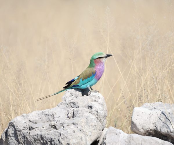 SUR LES PISTES DU BOTSWANA (10)