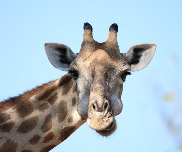 SUR LES PISTES DU BOTSWANA (11)