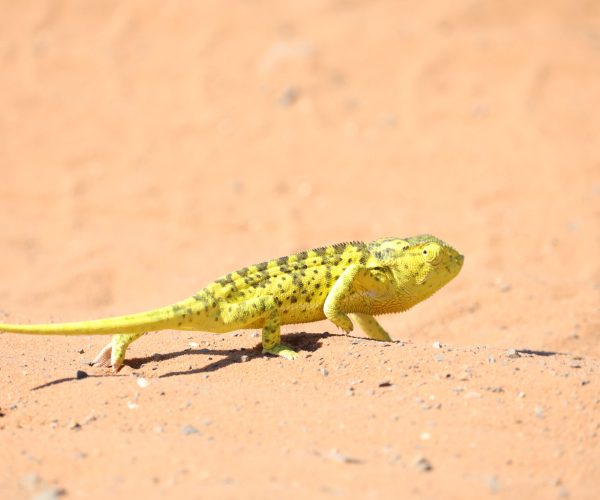 SUR LES PISTES DU BOTSWANA (13)